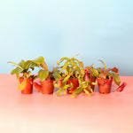 Carnivorous Plant Bundle