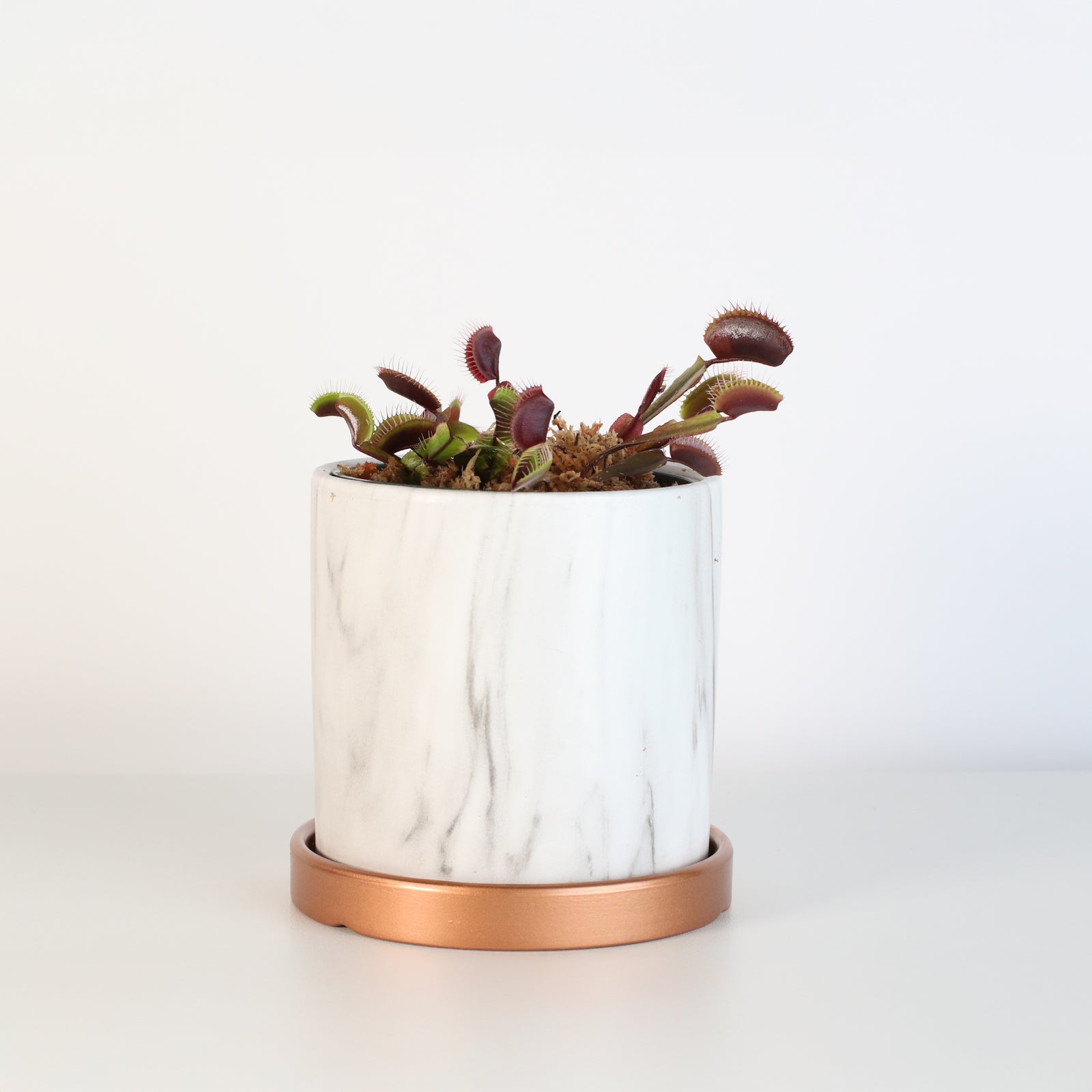 Red Venus Fly Trap in 4.5" Ceramic Daphne Planter.