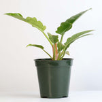 Philodendron 'Ring of Fire'