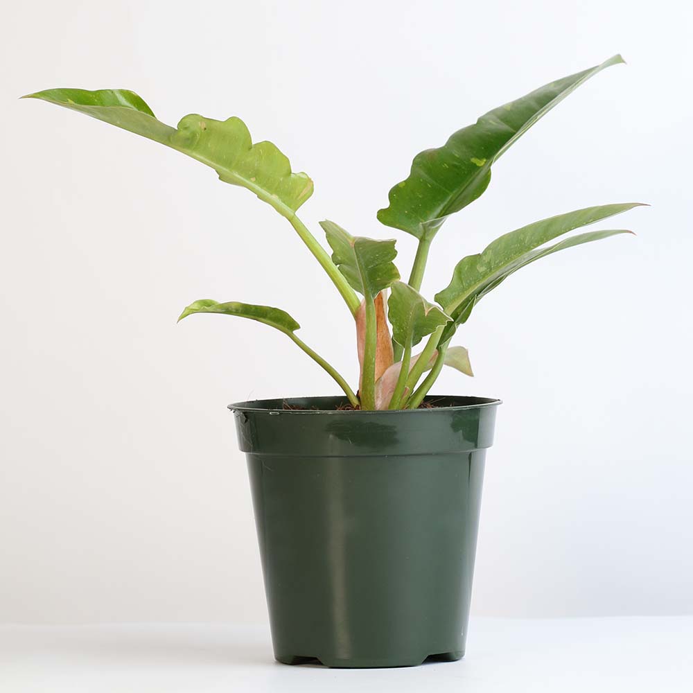 Philodendron &#39;Ring of Fire&#39;
