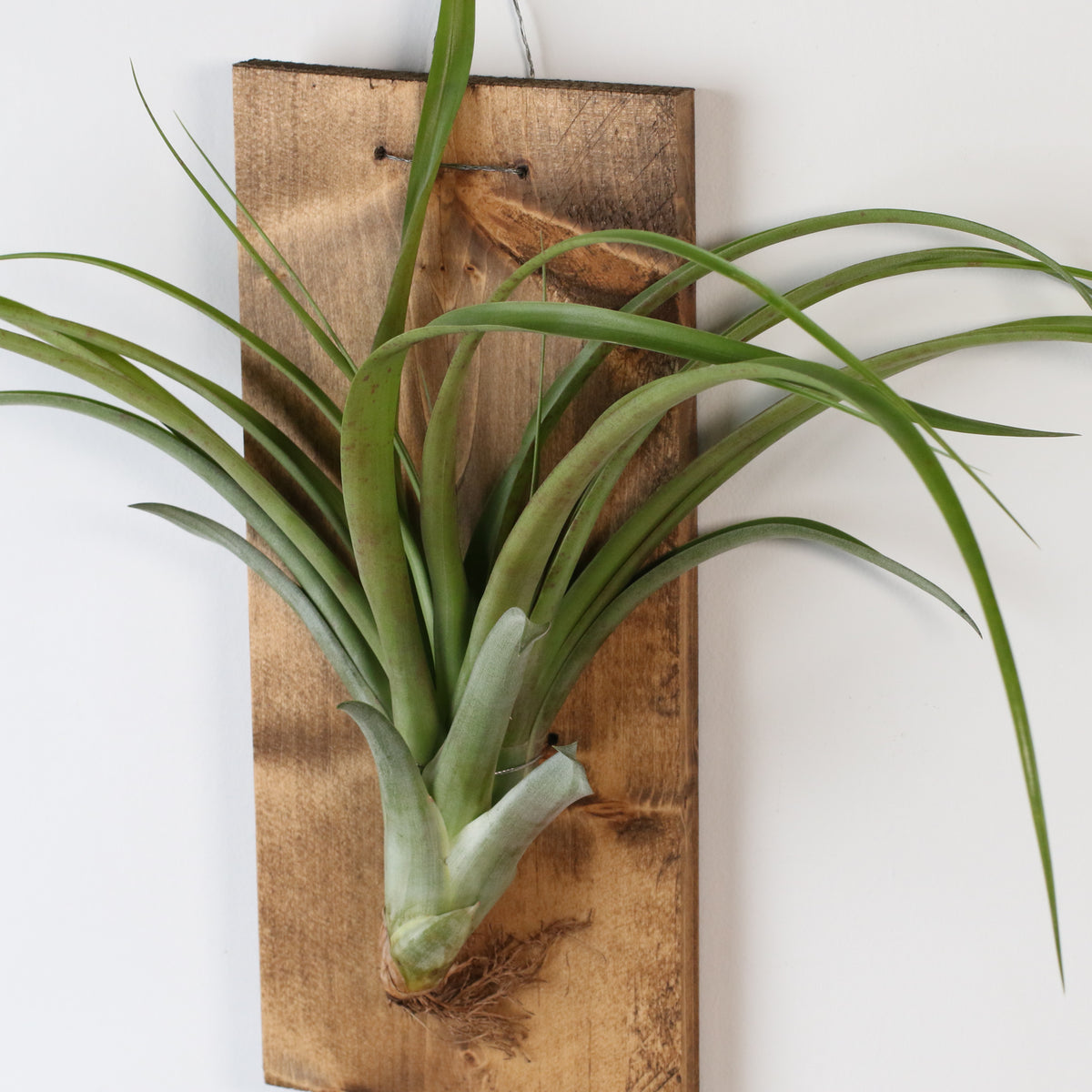Bare Root Tillandsia Ionatha Rubra 