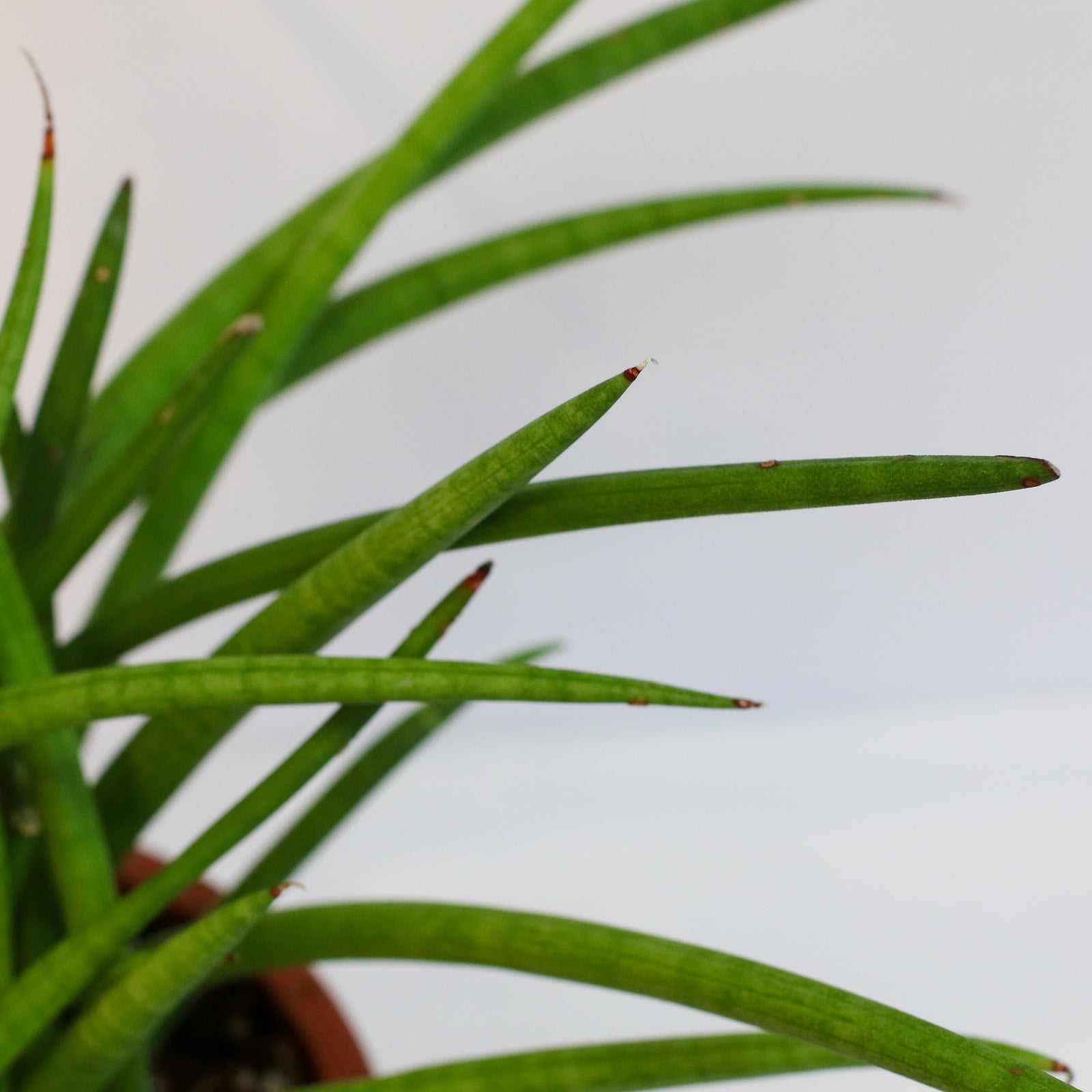 Sanseveria Cylindrea Snake Plant