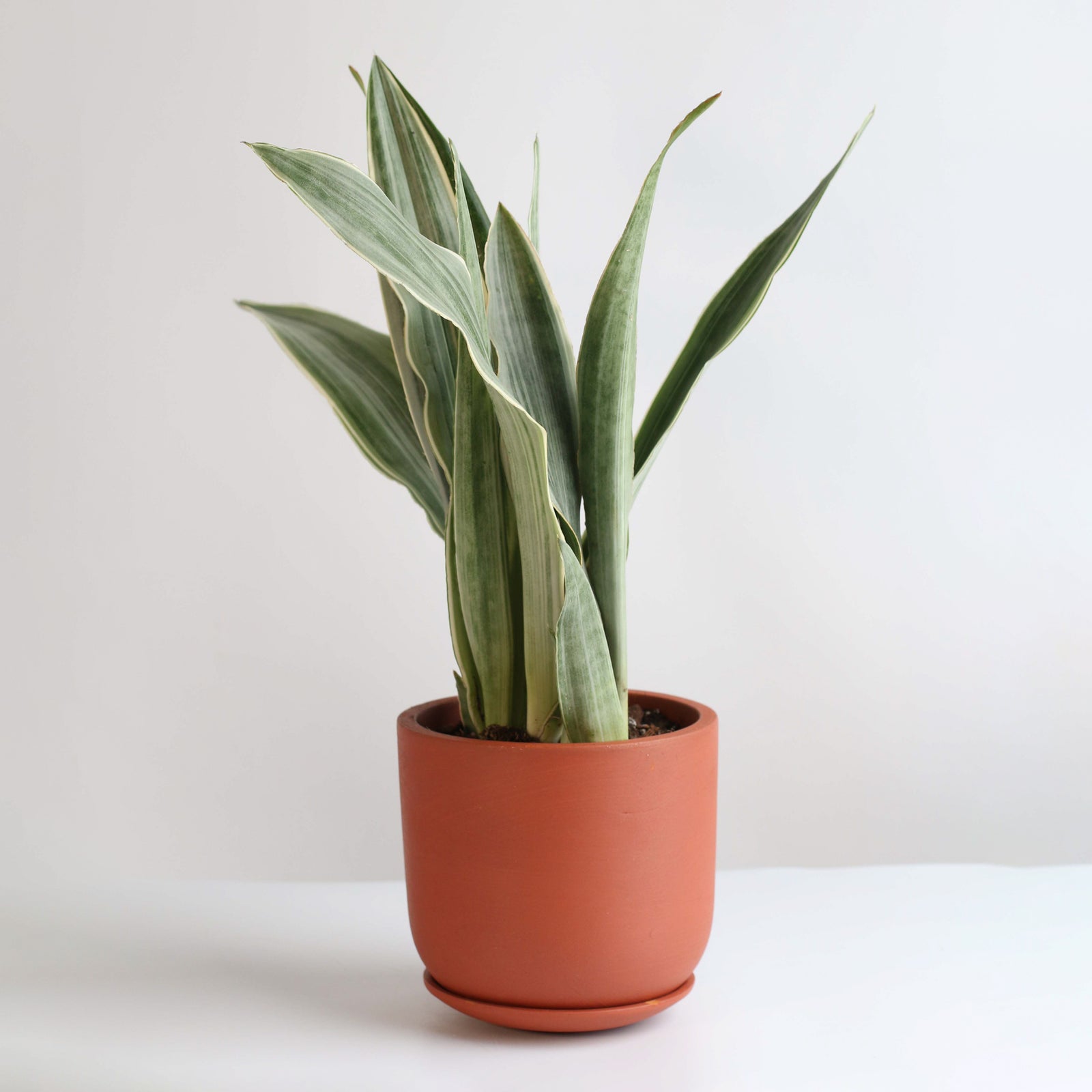 files/Sayuri_Sansevieria_Snake_Plant_-8.jpg