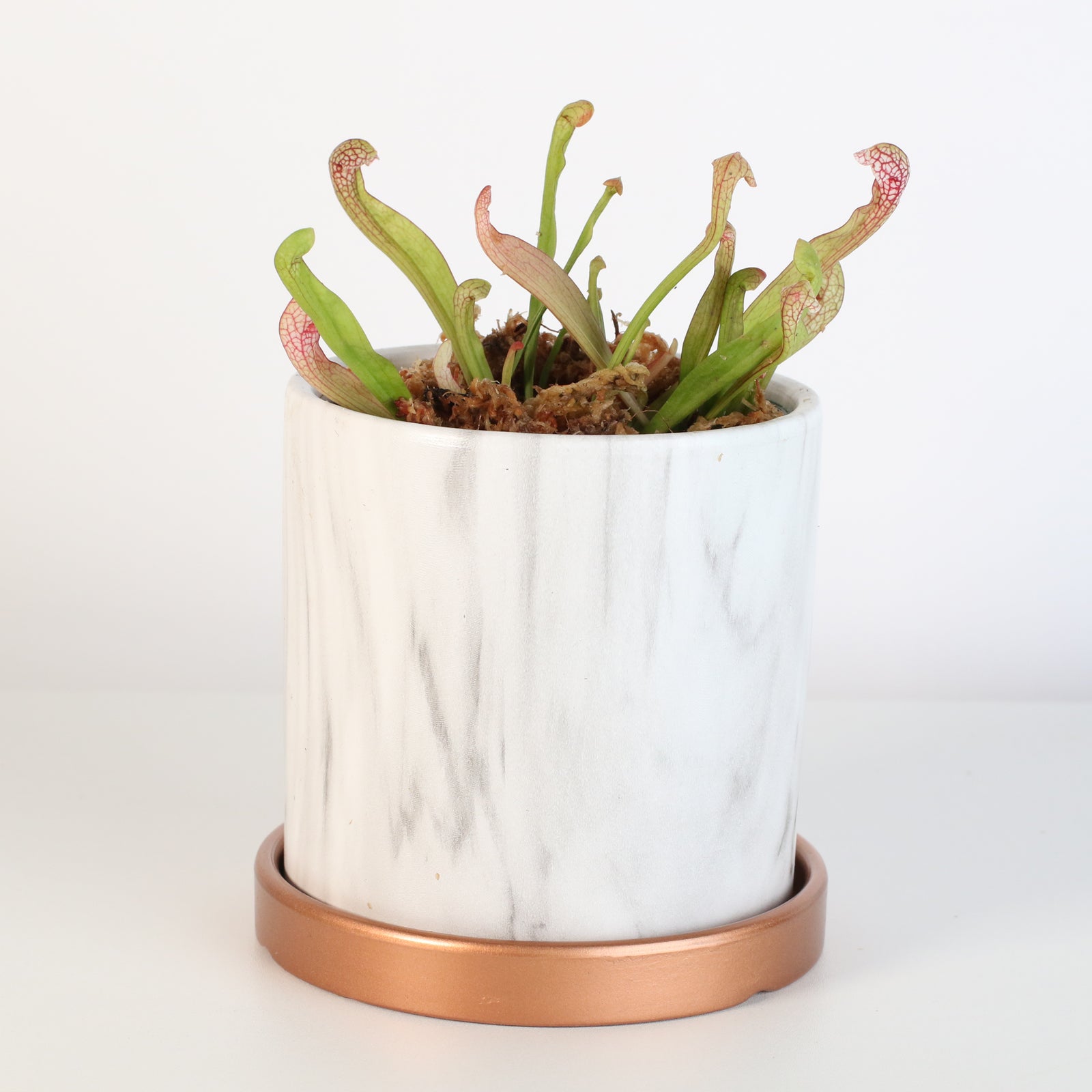 Scarlet Belle in Daphne Ceramic Planter 4.5".