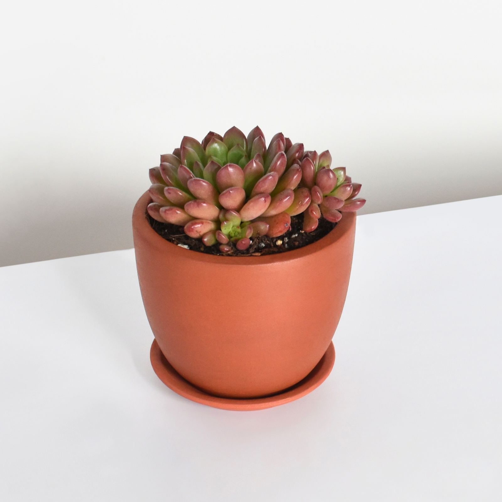 Sedeveria 'Pink Ruby' Red Succulent