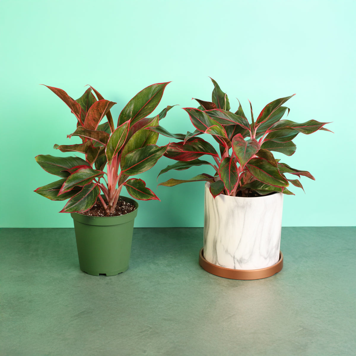 Aglaonema Siam