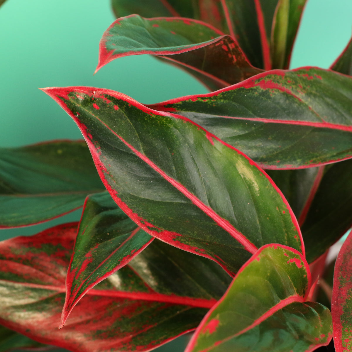 Aglaonema Siam