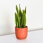 Variegated Yellow Edged Sansevieria