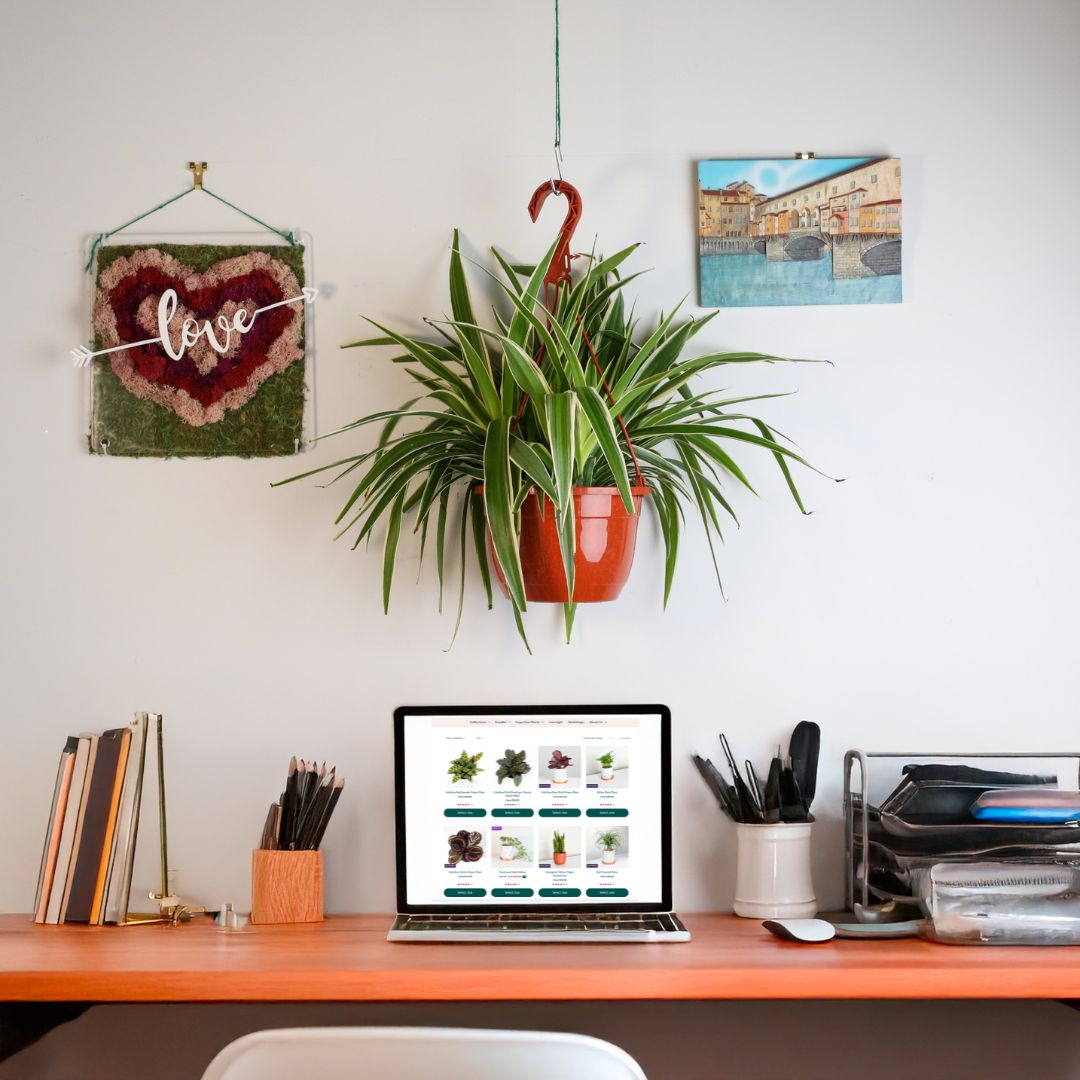 files/SpiderPlantDesk.jpg