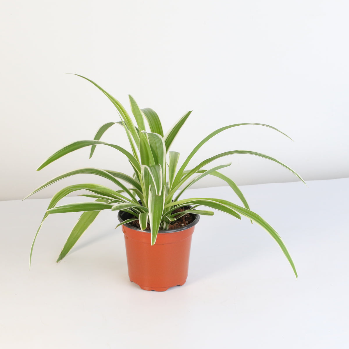 Grower&#39;s Choice Mystery Plant 4&quot; Nursery Pot
