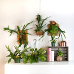 Staghorn Fern – Platycerium bifurcatum 'Elkhorn’