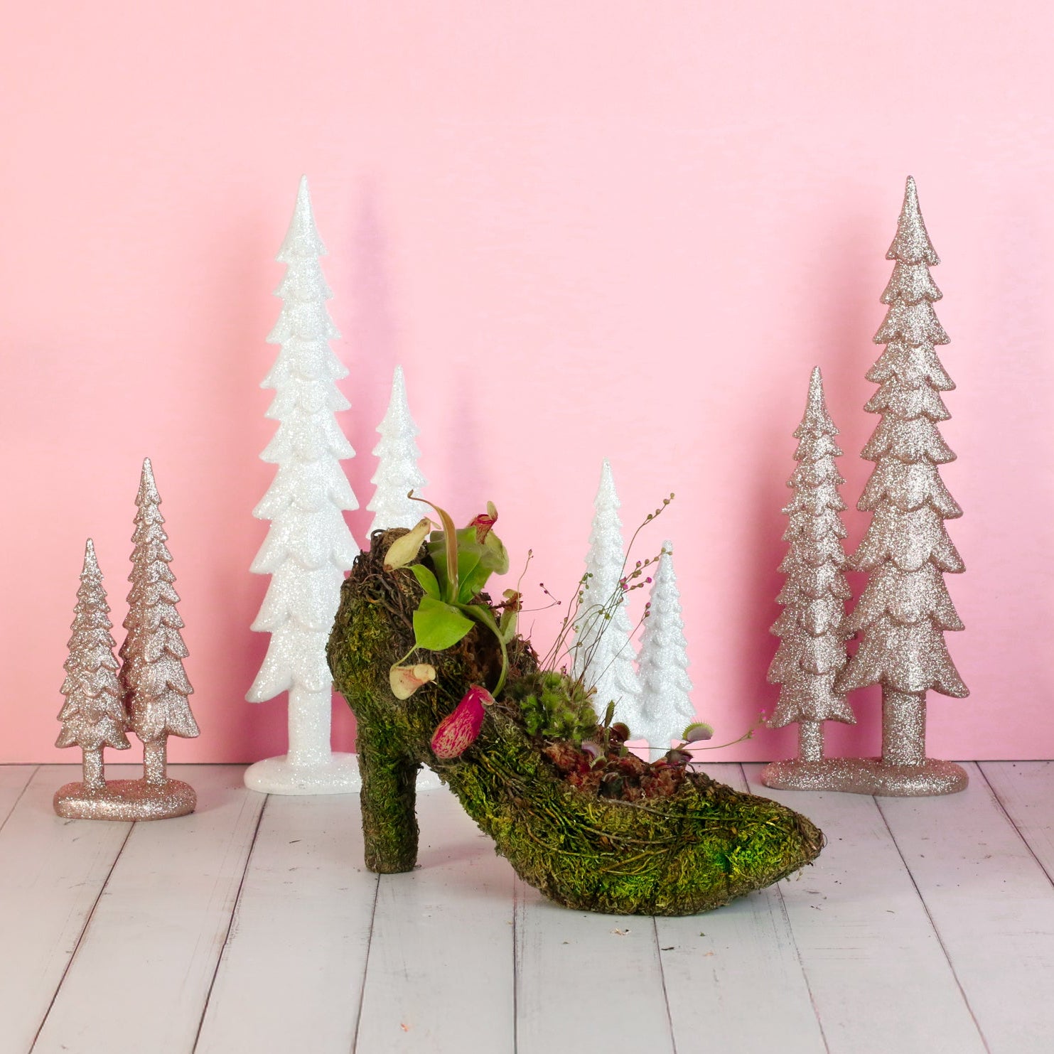 Carnivorous Plants in Moss Heel Planter