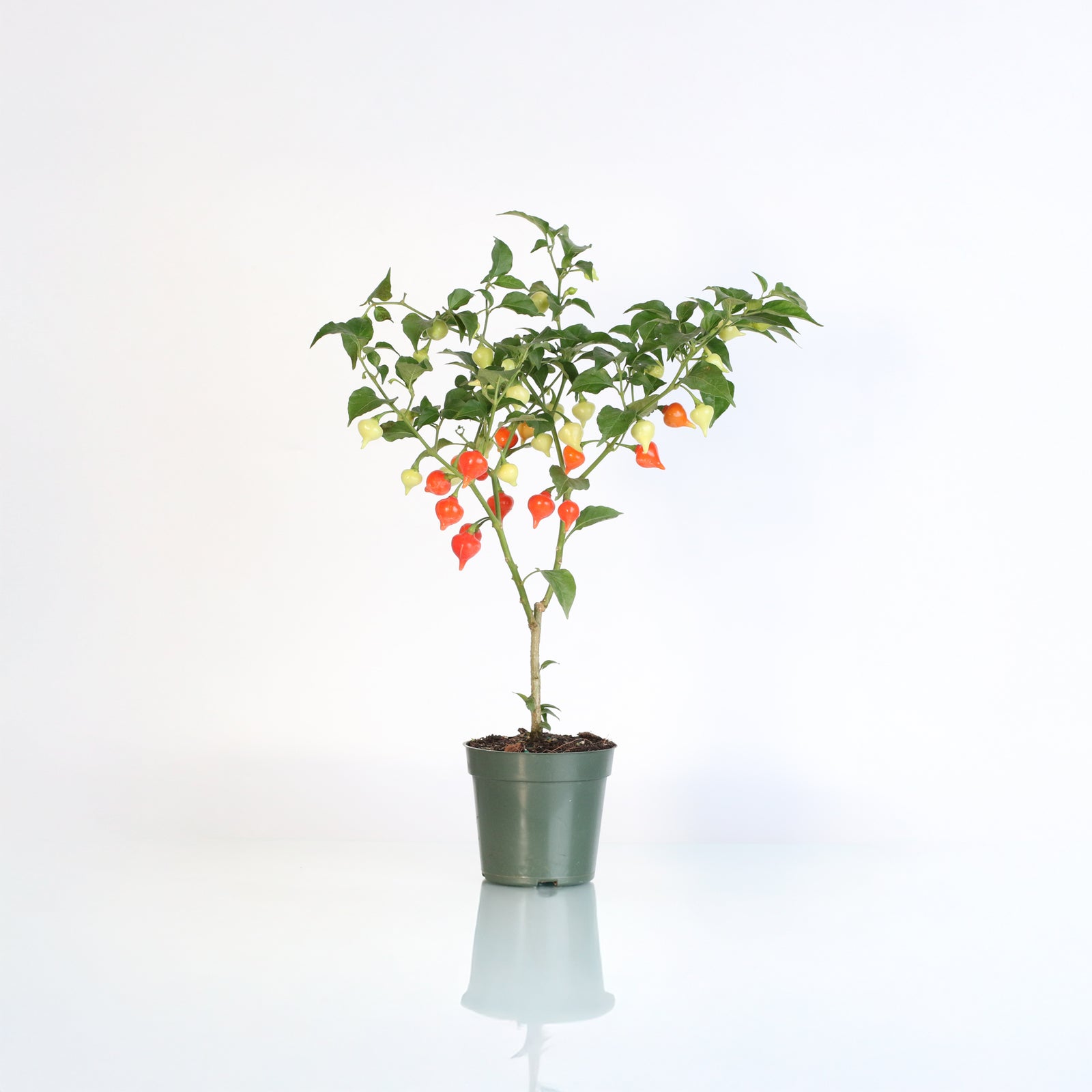 Sweety Pepper Drop Plant