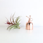 Tillandsia Brachycaulos Hybrid Air Plant with Mister