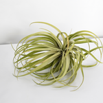 Airplant XL Tillandsia Capitata Peach