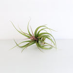 Air plant Tillandsia Streptophylla
