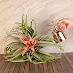 Air Plant Tillandsia Capitata Peach