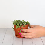 String of Pearls Variegated