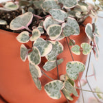Variegated String of Hearts Trailing Pink Succulent