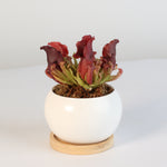 Sarracenia Purpurea 'Venosa Red' Carnivorous Plant