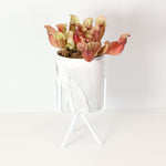Sarracenia Purpurea 'Venosa Red' Carnivorous Plant