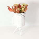 Sarracenia Purpurea 'Venosa Red' Carnivorous Plant