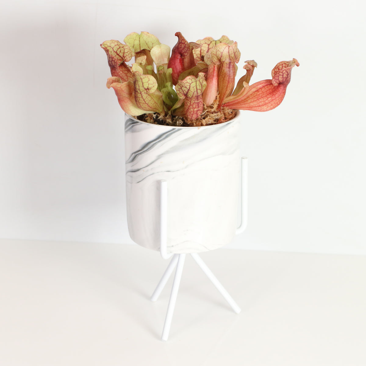 Sarracenia Purpurea &#39;Venosa Red&#39; Carnivorous Plant