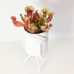 Sarracenia Purpurea 'Venosa Red' Carnivorous Plant