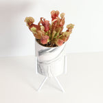 Sarracenia Purpurea 'Venosa Red' Carnivorous Plant