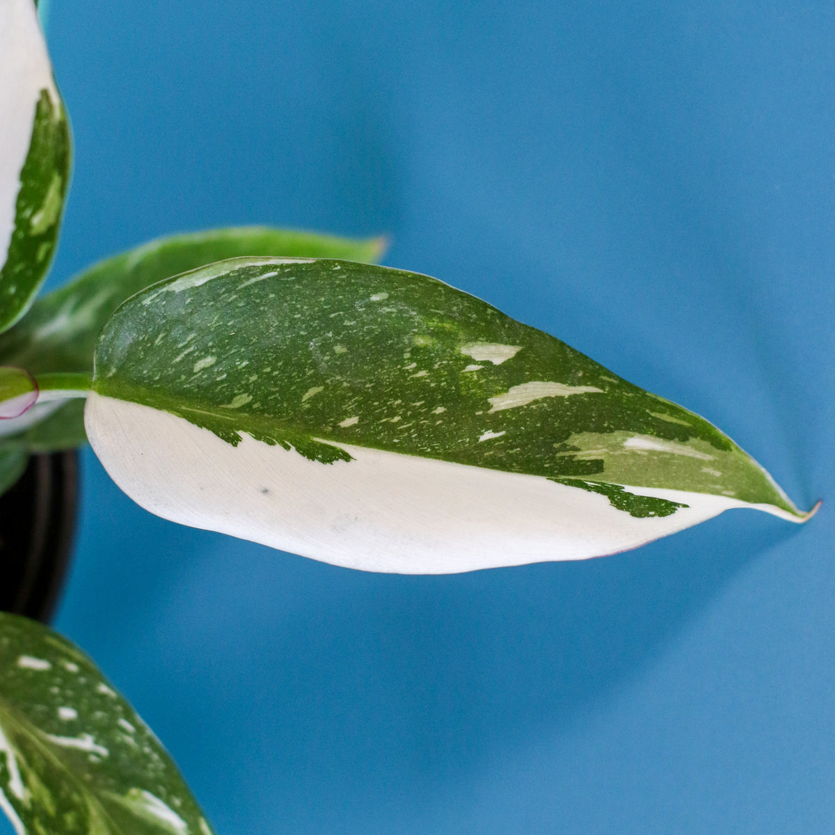 Philodendron &#39;White Princess&#39;