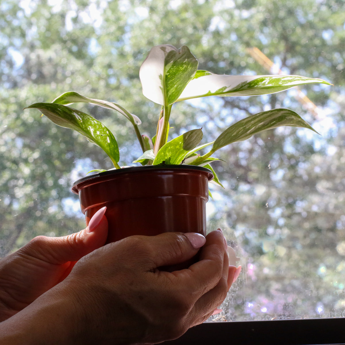 Philodendron &#39;White Princess&#39;