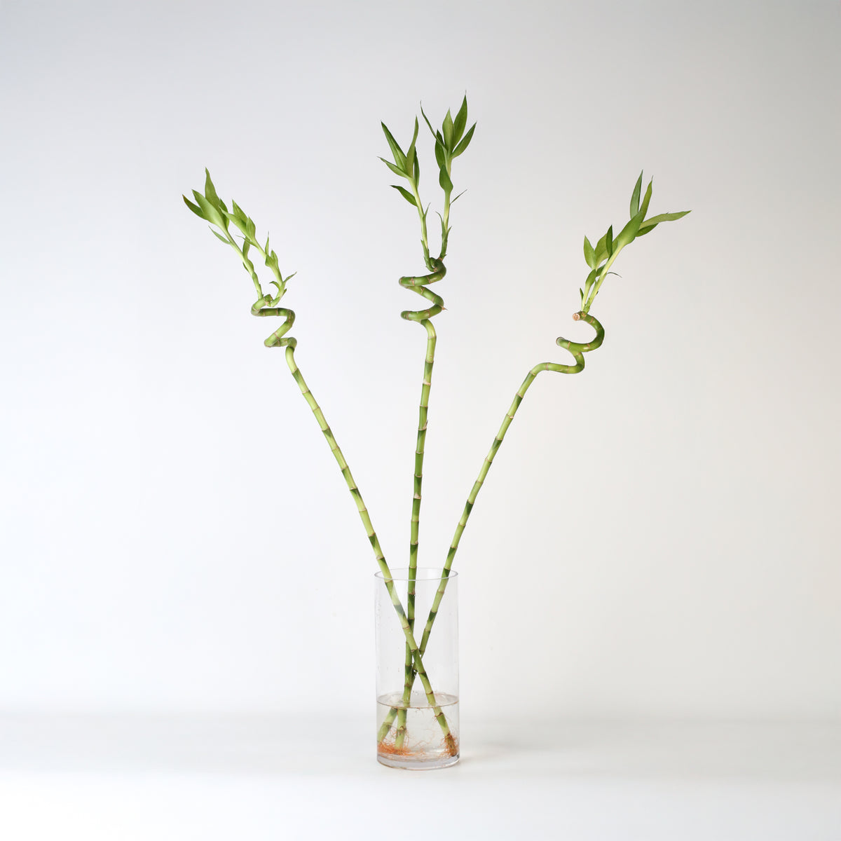 Lucky Bamboo Twists Water Plant XL 46&quot;