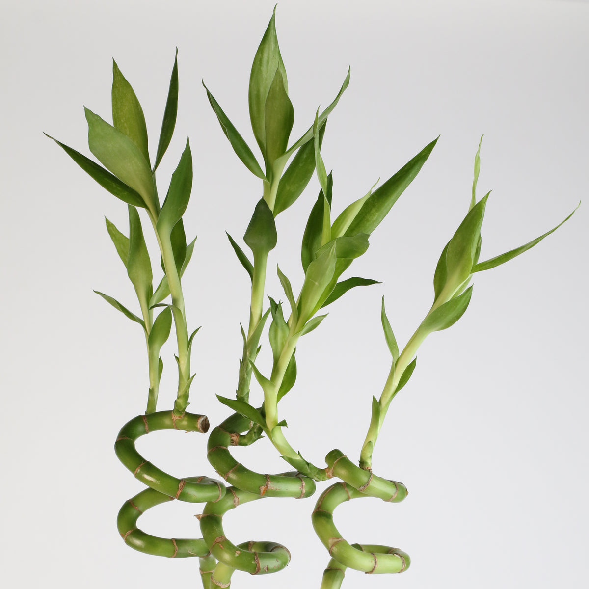 Lucky Bamboo Twists Water Plant XL 46&quot;