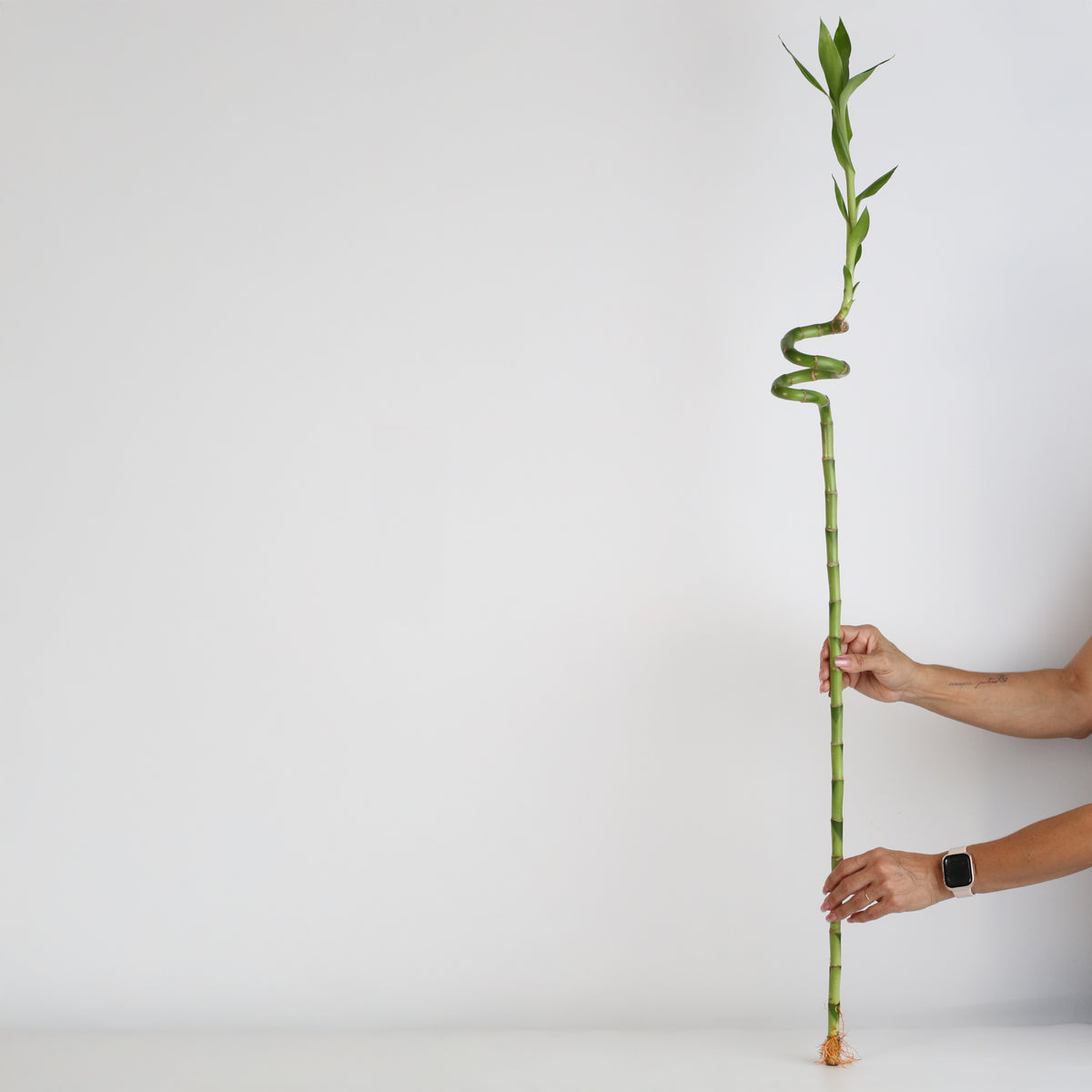 Lucky Bamboo Twists Water Plant XL 46&quot; in hand