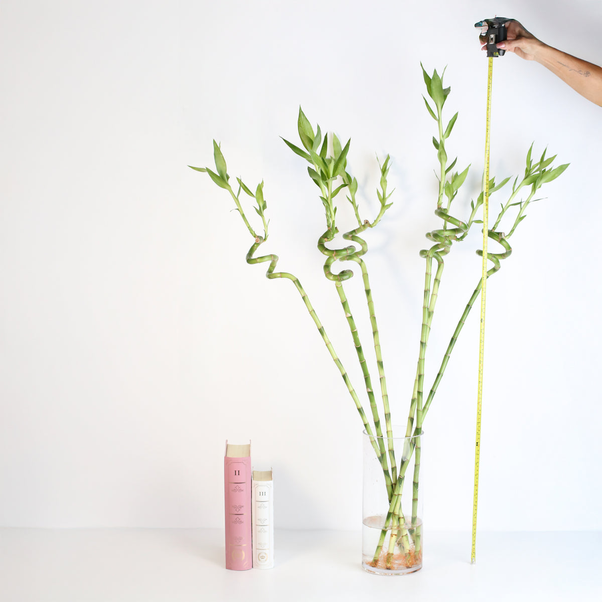 Lucky Bamboo Twists Water Plant XL 46&quot;