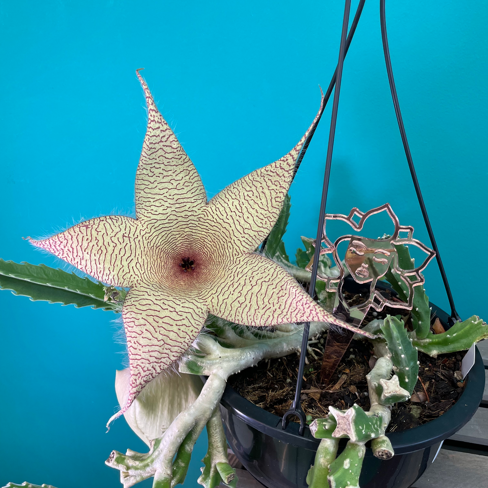 Stapelia Gigantea Zulu Giant Stafish Succulent