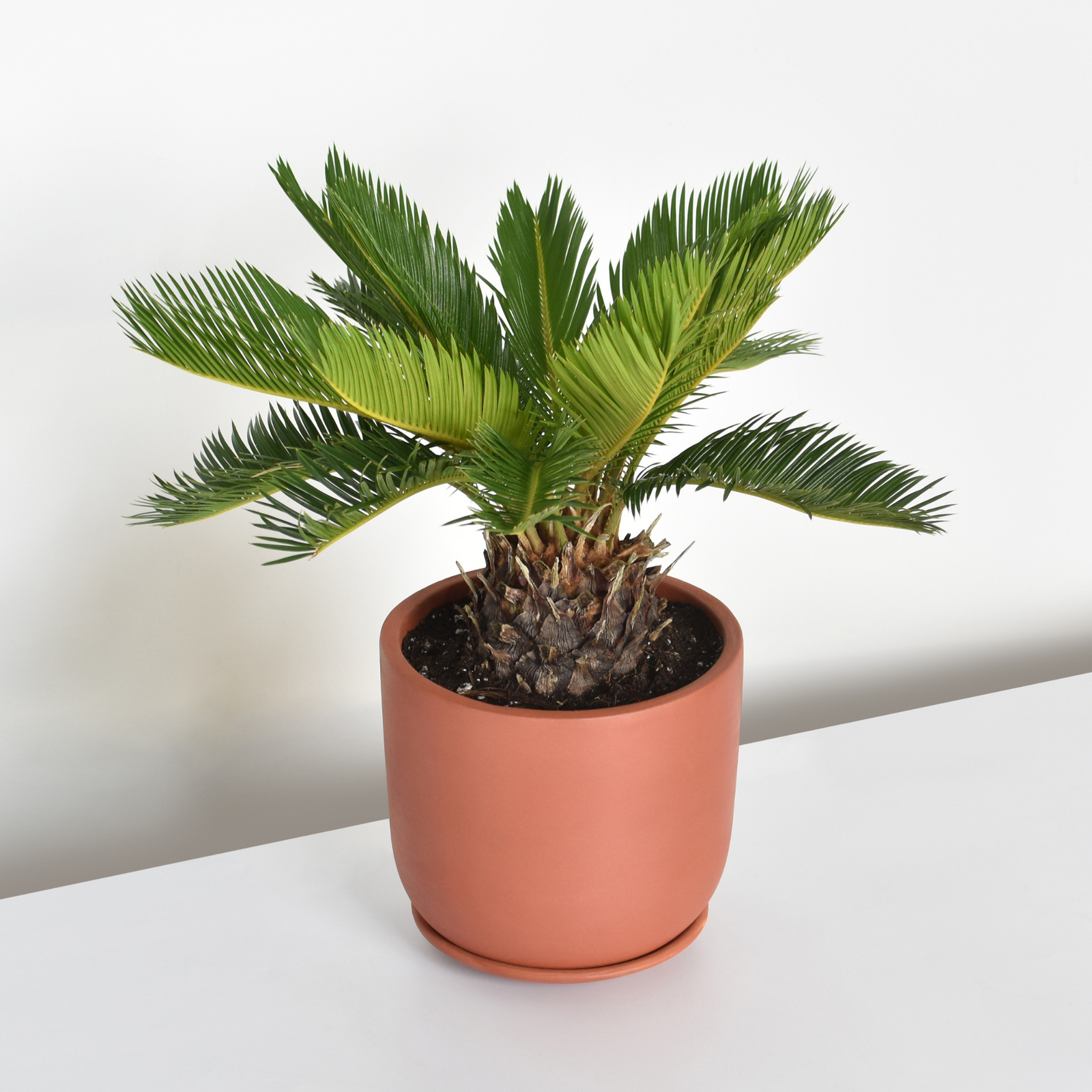 King Sago Palm
