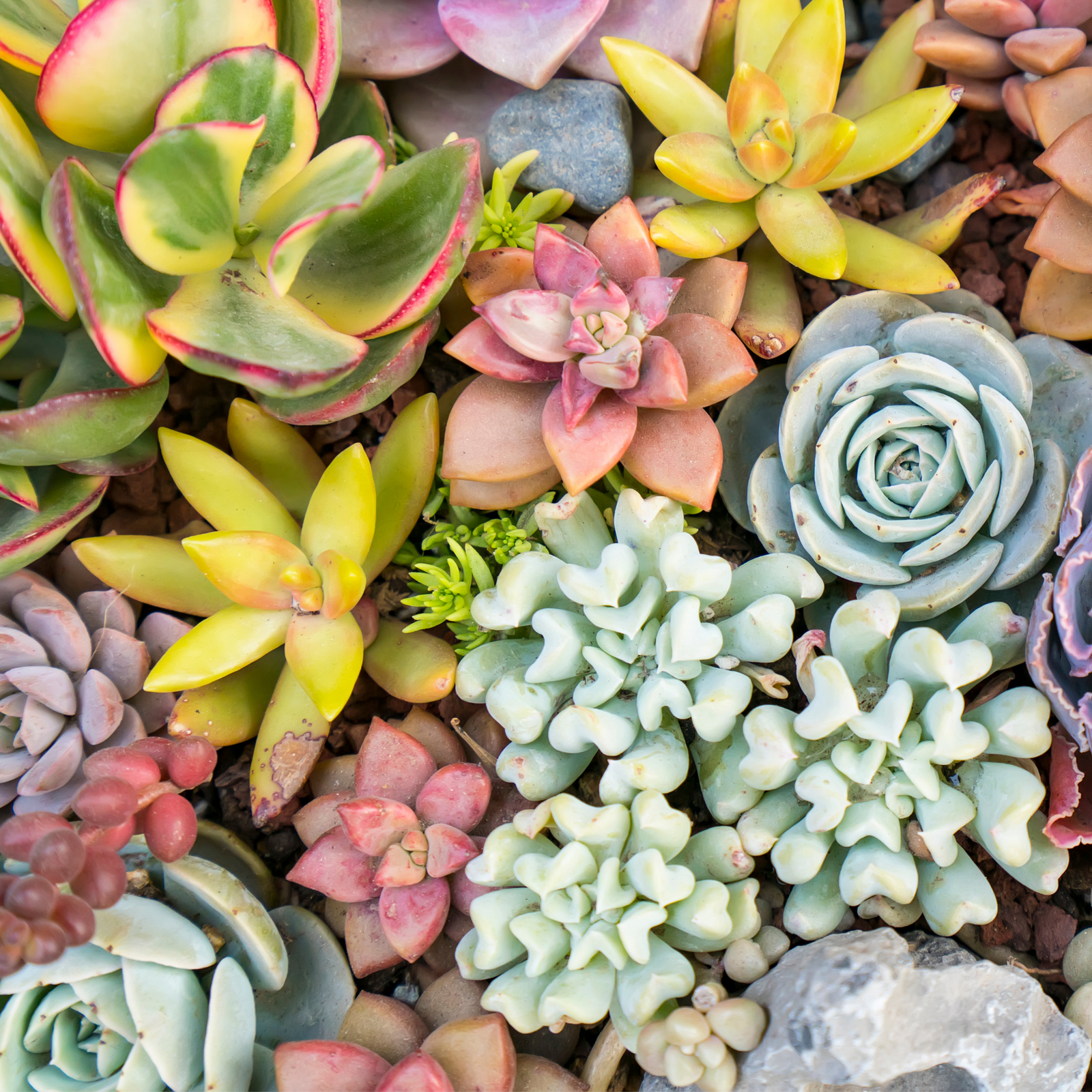 Succulent Bundle 