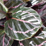 Calathea Roseopicta Dottie Pink Stripe Medallion Prayer Plant Verdant Lyfe