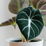 Alocasia Black Velvet