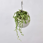 String of Pearls Variegated Trailing Plant Senecio rowleyanus variegata Verdant Lyfe