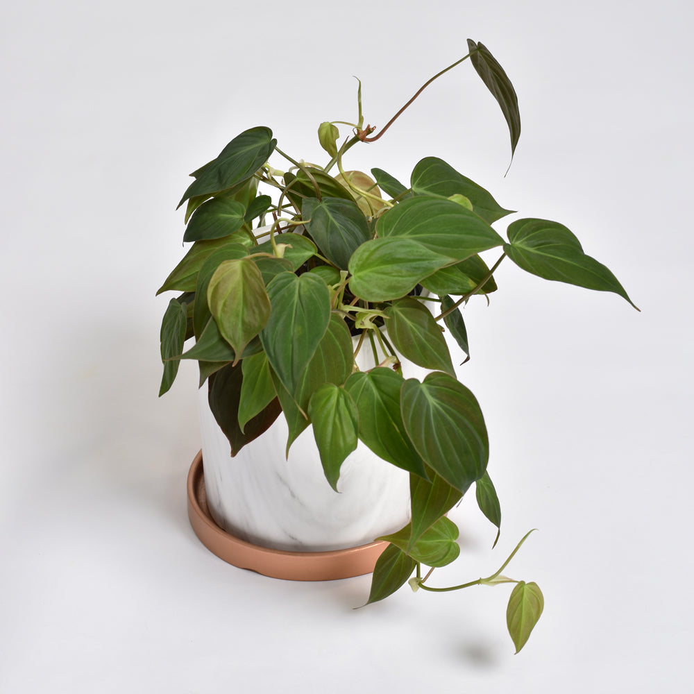 Velvet Leaf Philodendron Micans Vining Plant
