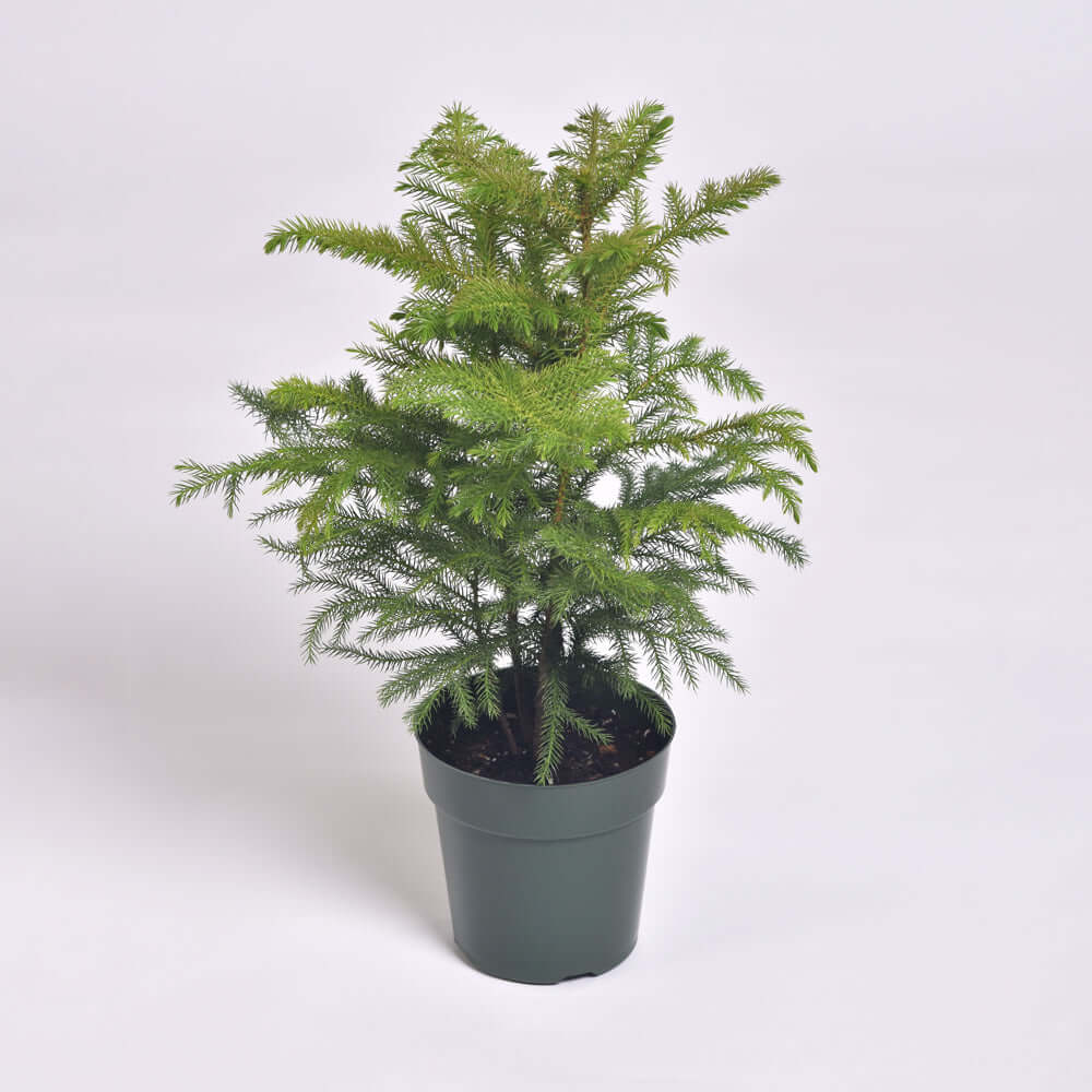 Norfolk Island Pine