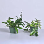 Hoya Wax Plant Bundle