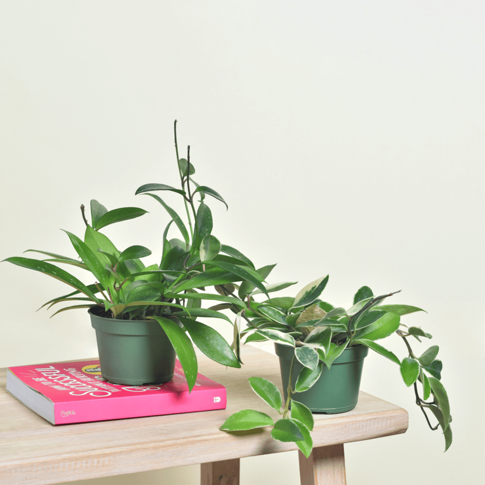 Hoya Carnosa and Pubicalyx Bundle