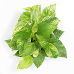 Marble Queen Pothos Trailing Air Purifying Plant Verdant Lyfe