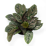 Calathea Ornata Pink Pinstripe Prayer Plant Verdant Lyfe