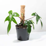 'Florida' Philodendron Houseplant Hybrid P. Squamiferum and P. Pedatum Verdant Lyfe with a moss pole