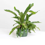 Staghorn Fern Platycerium bifurcatum (Elkhorn) Verdant Lyfe