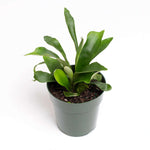 Staghorn Fern Platycerium bifurcatum (Elkhorn) Verdant Lyfe